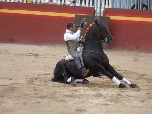  Horse show 